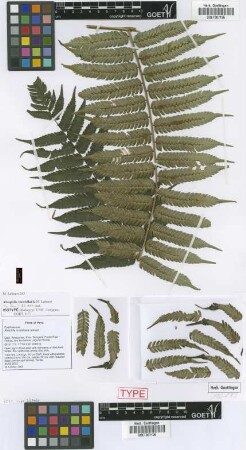 Alsophila mostellaria Lehnert [isotype]