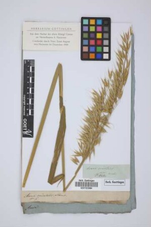 Avena orientalis Schreb.