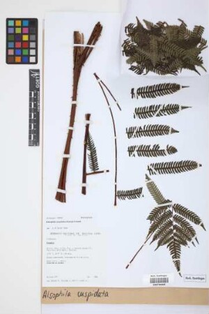 Alsophila cuspidata (Kunze) D.S.Conant
