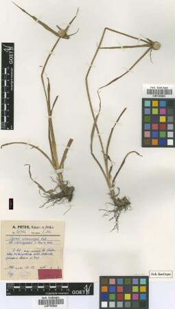 Cyperus submacropus Kük. var. calocephalus Peter ex Kük.[type]