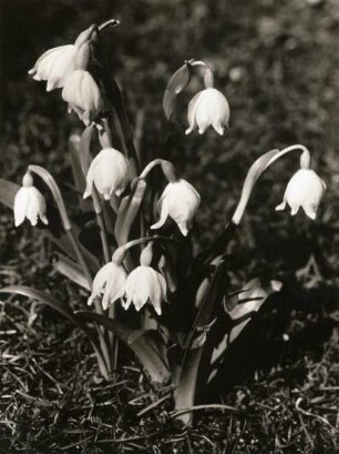 Frühlings-Knotenblume (Leucojum vernum), auch Märzenbecher, Märzbecher, Märzglöckchen oder Großes Schneeglöckchen