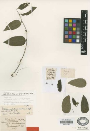 Pentaceros aculeatus G.Mey. [type]