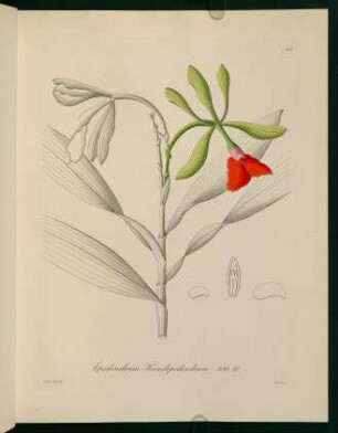 53r-53v, Epidendrum Pseudepidendrum
