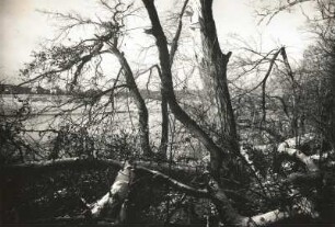 Pillnitzer Elbinsel. Ufervegetation mit Blick gegen das linke Elbufer