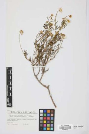 Argyranthemum frutescens gracilescens (Christ) Humphries