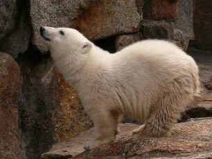 Berliner Zoo: der kleine Eisbär Knut am 22. Juni 2007