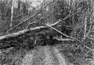 Versperrter Weg : Unterwegs in einem Wald in der brasilianischen Savanne. Ein umgestürzter Baum versperrt den Weg.
