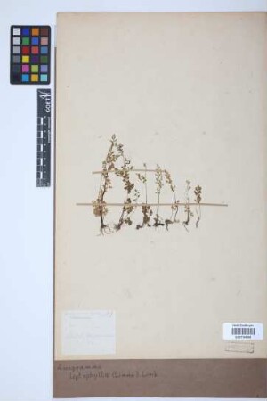 Anogramma leptophylla (L.) Link