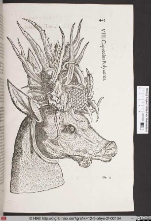 Capreolus Polycoros.