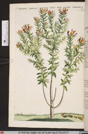 SPARTIUM AFRICANUM FRUTESCENSRUSCI FOLIO CAULEM AMPLECTENTE.