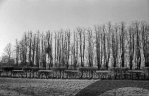 Jersbeker Park: Heckenreihe: hinten Lindenallee