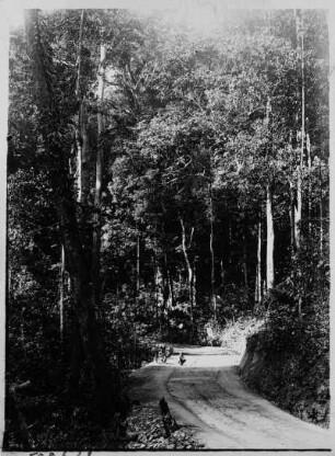 Straßenbau in Thailand : Südthailand. Neuerbaute Straße durch den Dschungel, 1912/1913