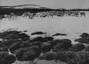 Archivfotografie "motive_tiere_wild_rentiere_on"