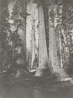 Wellingtonia gigantea (Kalifornien)