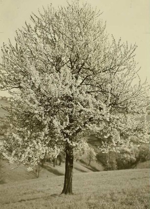 Blühender Birnbaum bei Freital
