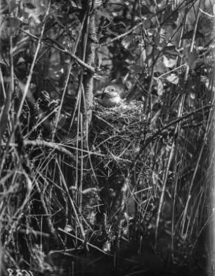 Neuntöter : Rotrückenwürger oder Neuntöter (Lanius collurio L.), Weibchen beim Brüten in einer Erle.