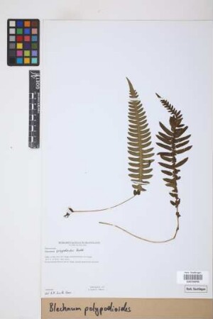 Blechnum polypodioides Raddi