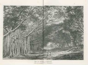 Allée van waringins te Buitenzorg