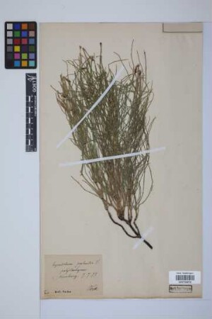 Equisetum palustre L.