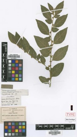 Solanum jaliscanum Greenm.
