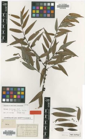 Xylopia frutescens Aubl. var. ferruginea R.E.Fr.[isotype]