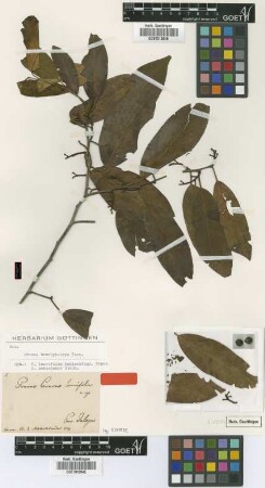 Prunus laurifolia Schltdl. [type]