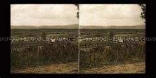 Blick über Vogesenlandschaft nach Frankreich