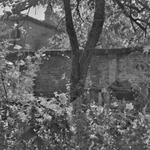 Blühende Kastanie im Garten eines Wohnhauses in Plowdiw