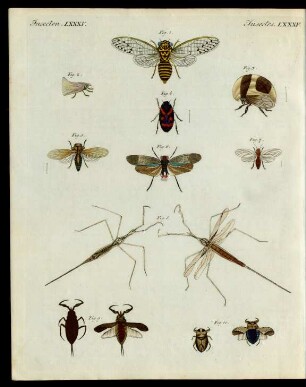 Merkwürdige Insecten.