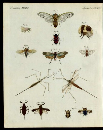 Merkwürdige Insecten.