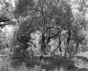 Parco della Sterpaia