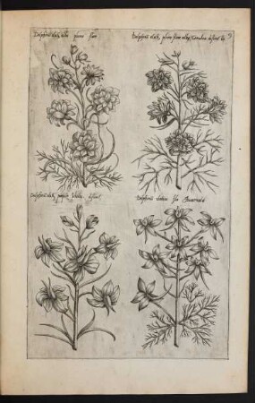Taf. 9. [Delphinium]