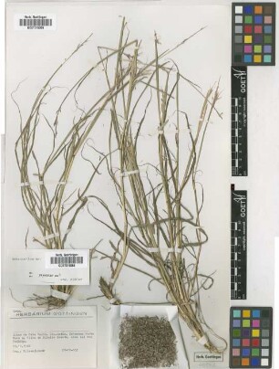 Bothriochloa sp.
