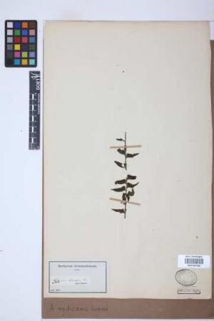 Asplenium radicans L.