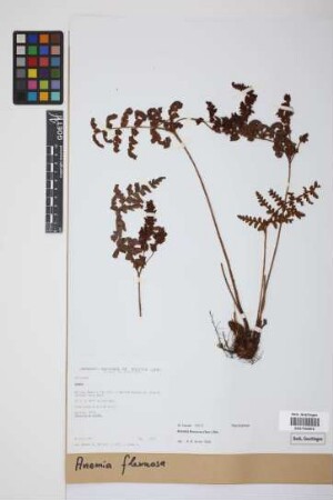 Anemia flexuosa (Sav.) Sw.
