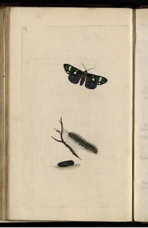Pl. 141[bis] Pl. 144 [Pl. siehe arbabische Paginierung]