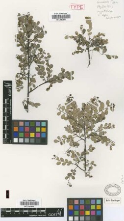 Phyllanthus myrtilloides Griseb. [type]