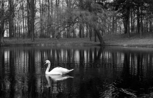 Kurpark: Salzteich: Schwan im Wasser: hinten Bäume