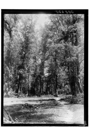 Waldweg in Thailand : Thailand, Wald mit Lichtung und Weg, 1908/1913