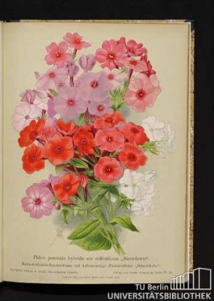 Phlox perennis hybrida und suffroticosa "Snowdown". Bastard-Staudenflammenblume und halbstrauchige Flammenblume "Schneeflocke".