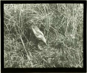 Tamandua tetradactyla (Linnaeus, 1758)