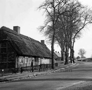 Landesstraße 83: Reetdachhaus links, mittig Bäume, rechts die Fahrbahn