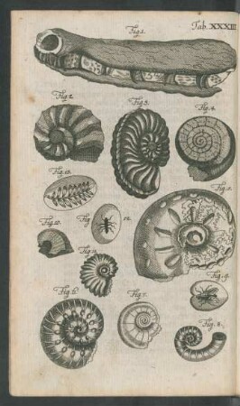 Tab. XXXIII. Fig. 1. - Fig. 13.