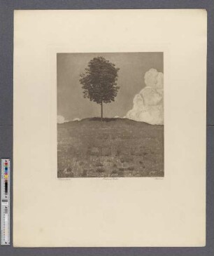 Kastanienbaum