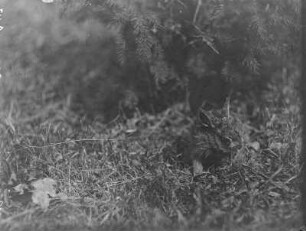 Feldhase : Feldhase (Lepus europaeus) im Gras. Jungtier.