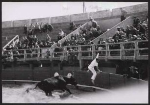 Beim Stierlauf in der Arena von Saintes-Maries-de-la-Mer