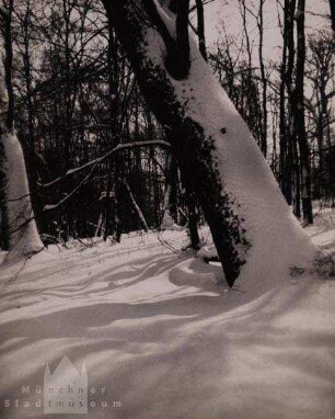 Winterwald