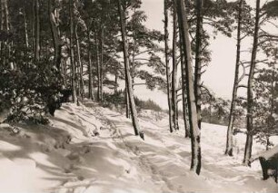Verschneiter Wald bei Blankenburg. Spuren im Schnee