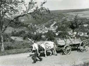 Eifel. Oberes Ahrtal. Ein, von einem Bauern geführtes Ochsengespann auf der Straße. Im Hintergrund ein Dorf