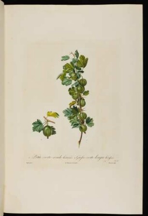 Grosse-Verte Longue Hérissée. Ribes Viridi-Oblongum ...